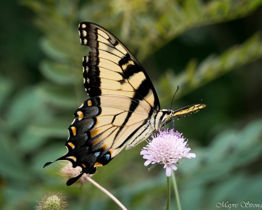 Eastern Tiger Swallowtail | Hawk Mountain Sanctuary: Learn Visit Join