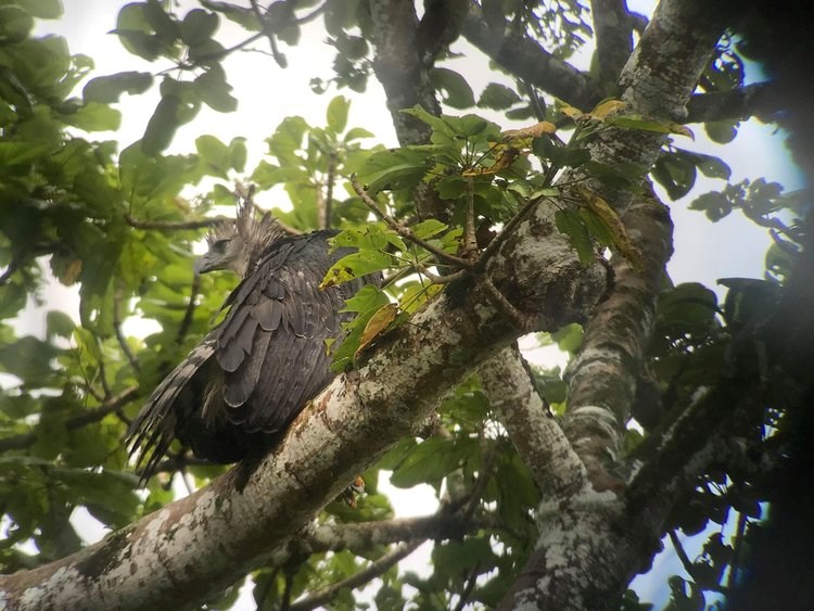 The Majestic Harpy Eagle  Follow Blog About Animals