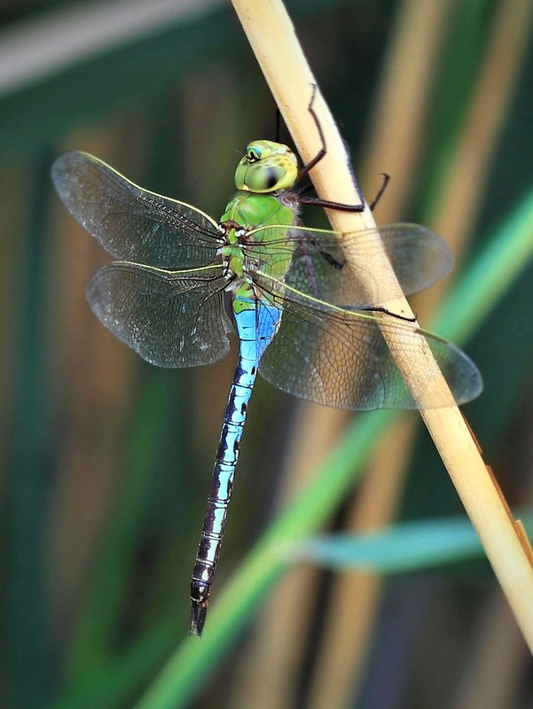 Green Darner