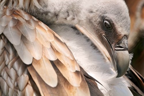 Griffon vultures