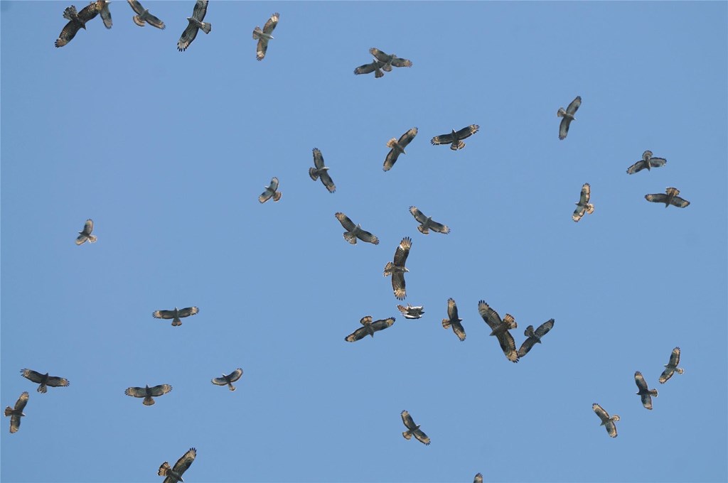 raptors over batumi