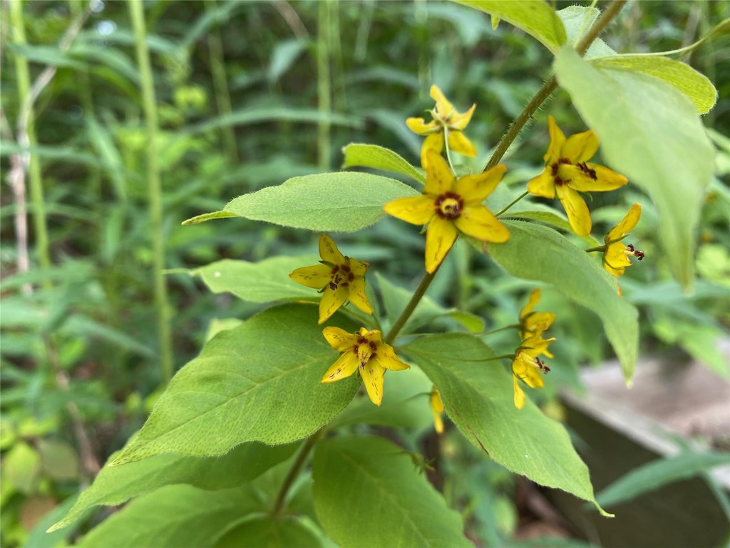 Whorled Loosestrife In Bloom