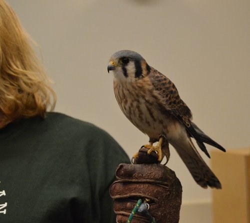 Kestrel at HMANA