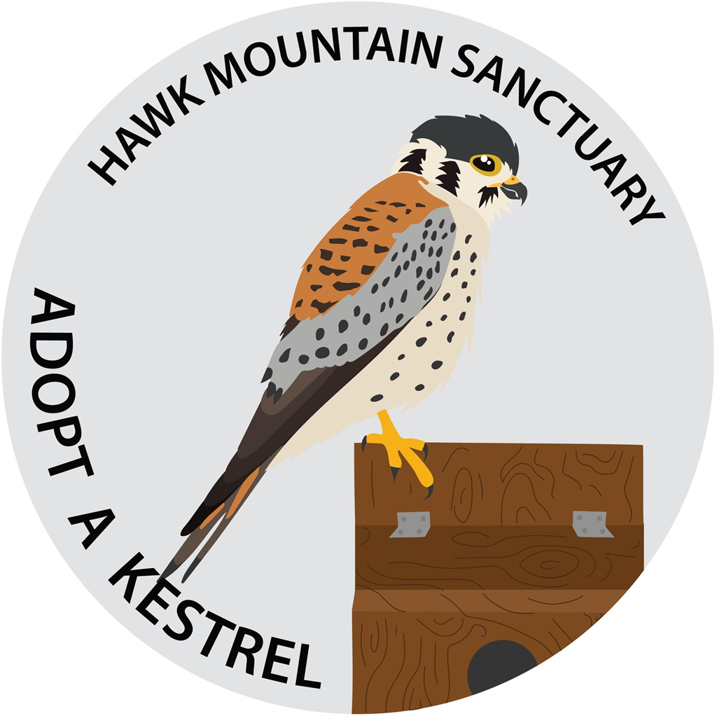 kestrel logo