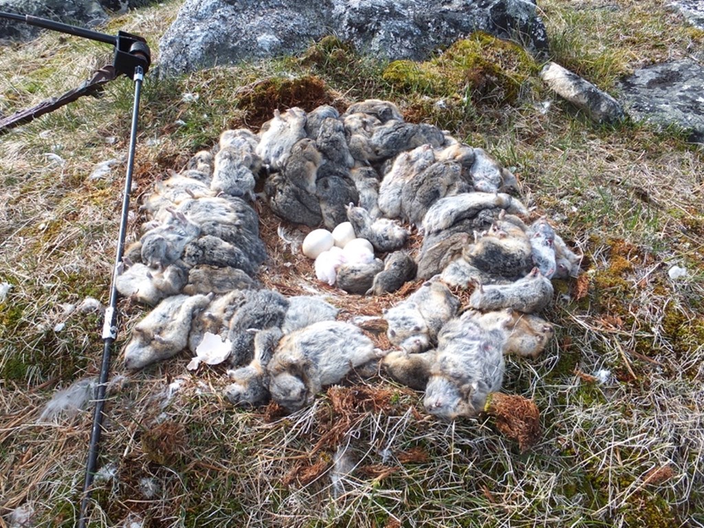 Lemmings lining snowy owl nest 