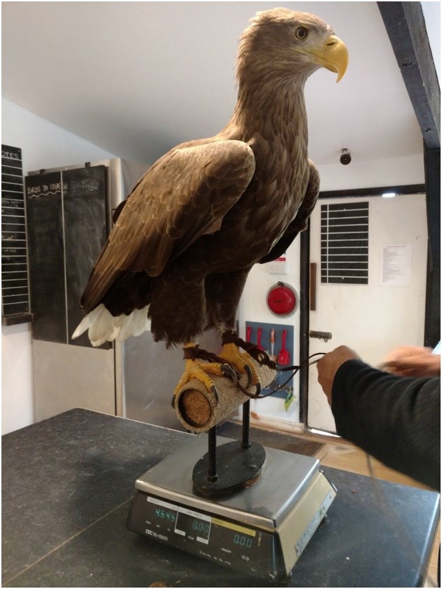 White Tailed Sea Eagle