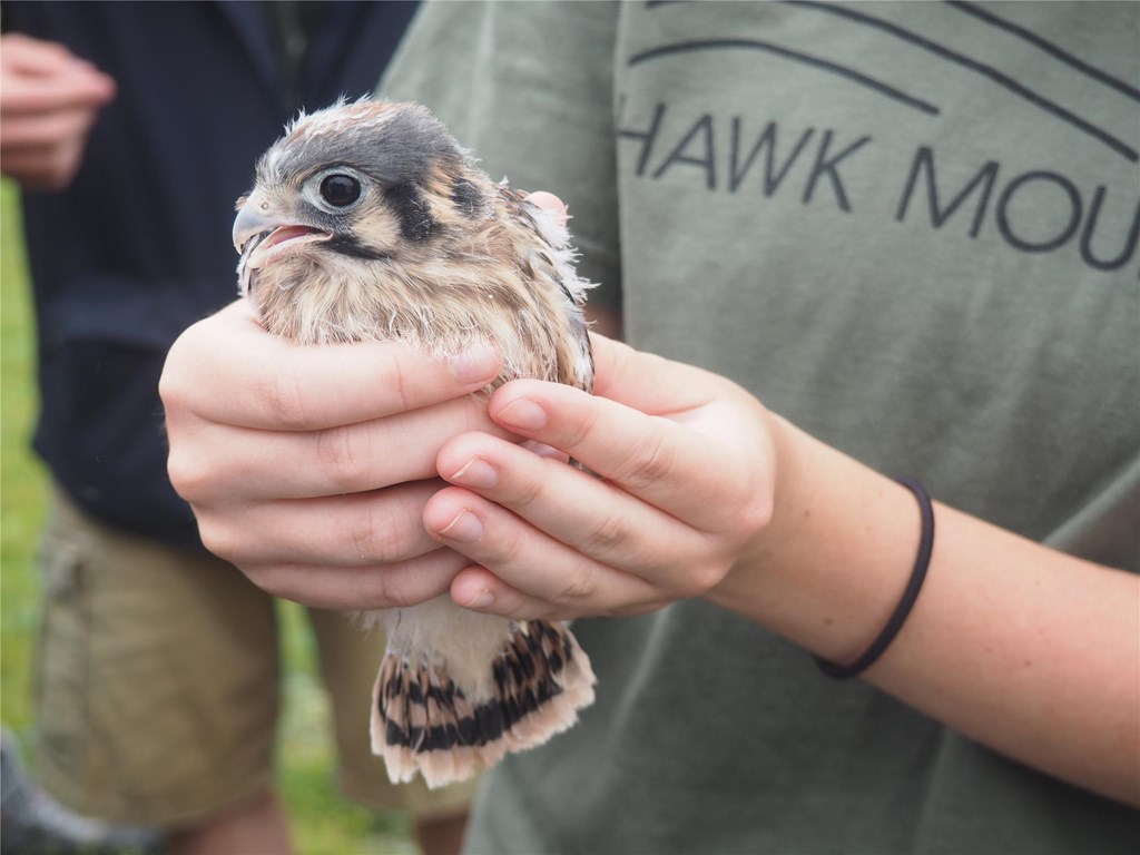 American kestrel chick