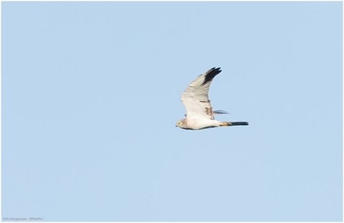 Pallid Harrier