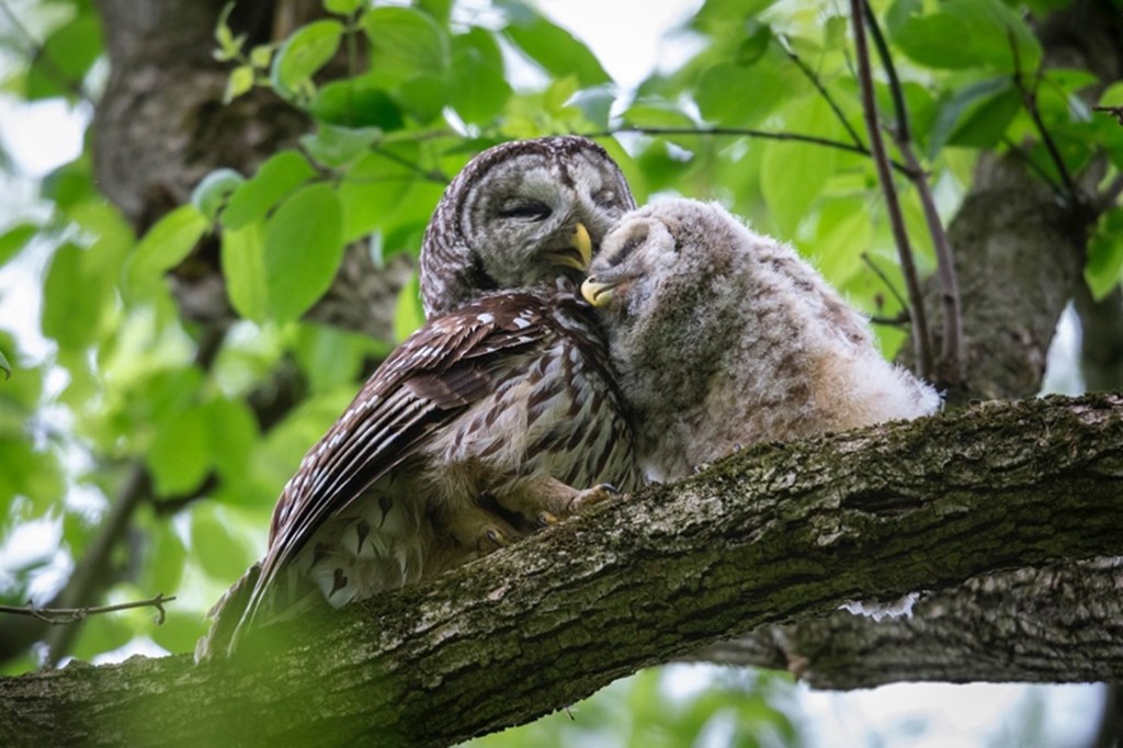 barred owl nest