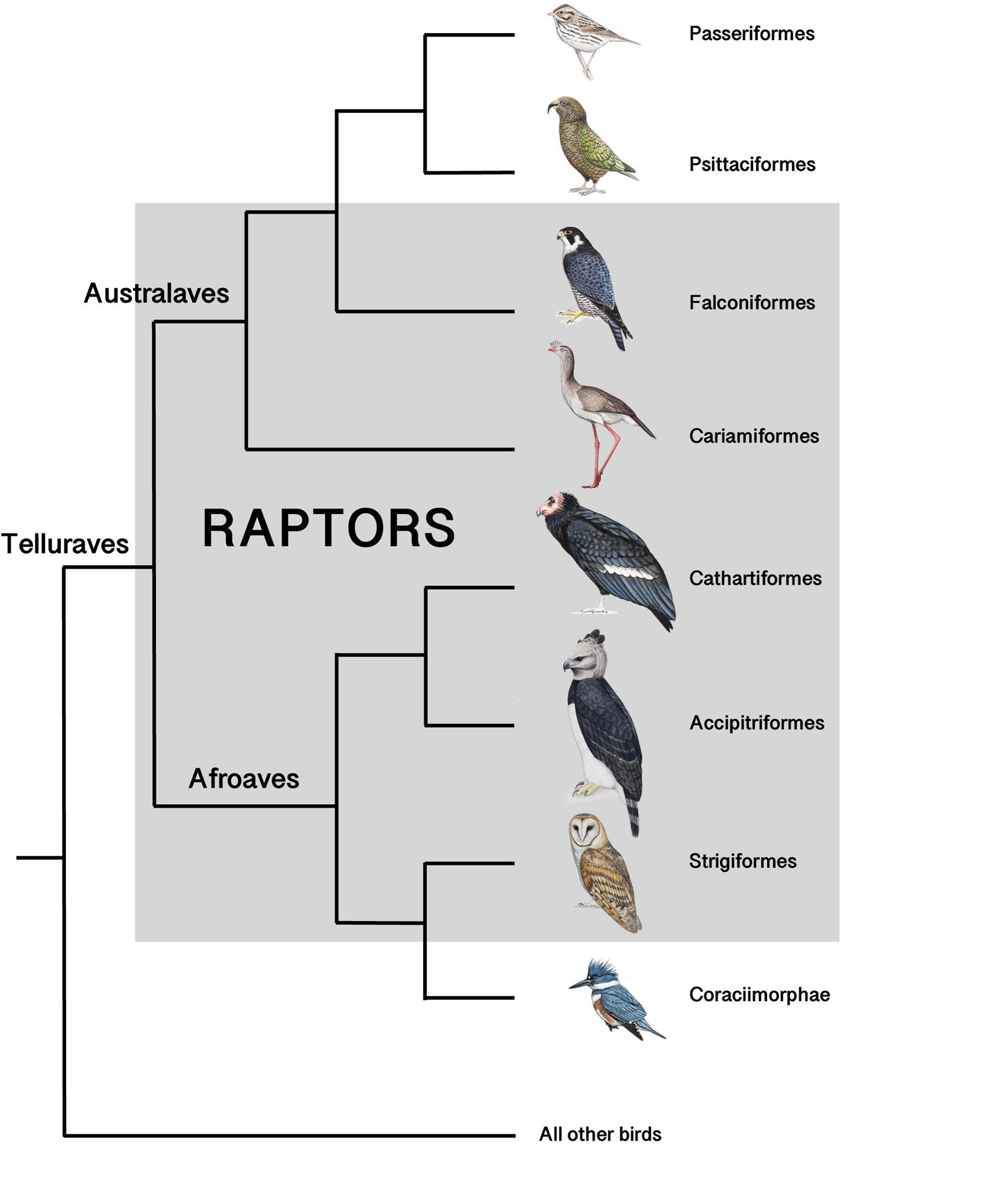 An improved definition for raptors, and a new species joins the flock