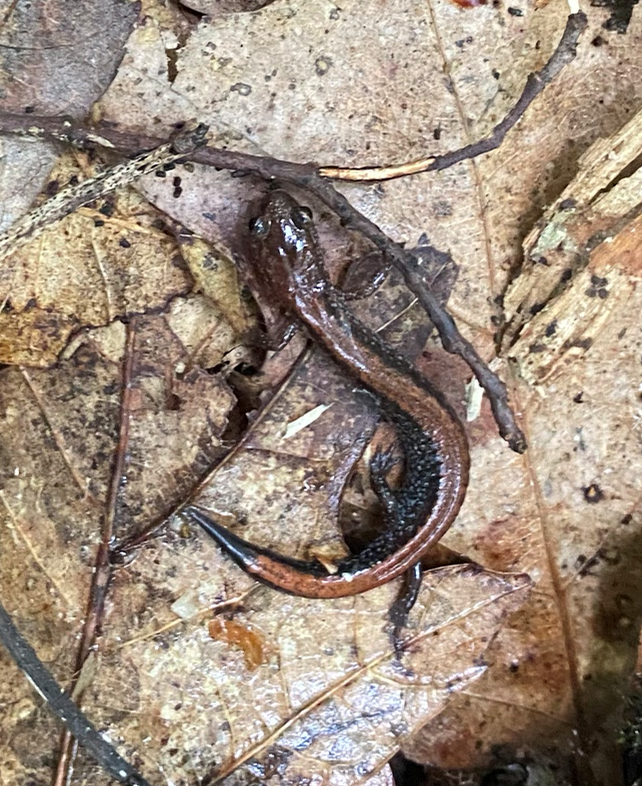 salamander