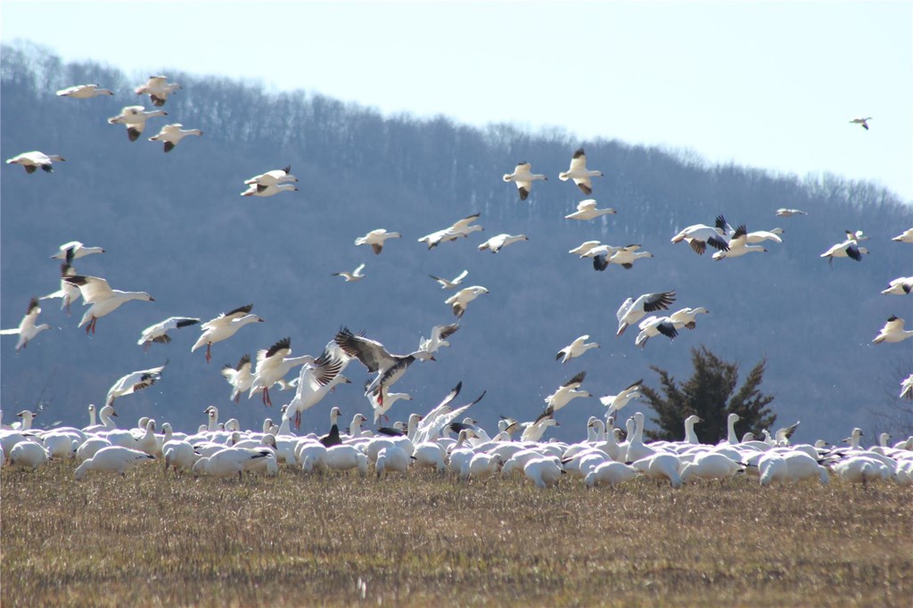 Snow Geese Flock by Keith Berry