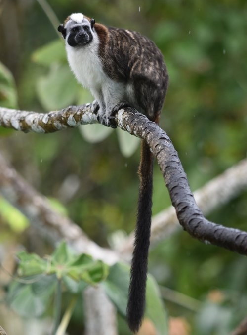 Geoffroy’s Tamarin monkey