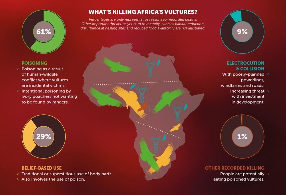 Map of African vultures