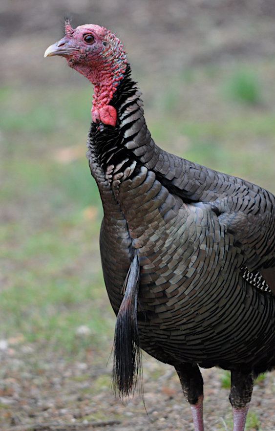 Male Turkey