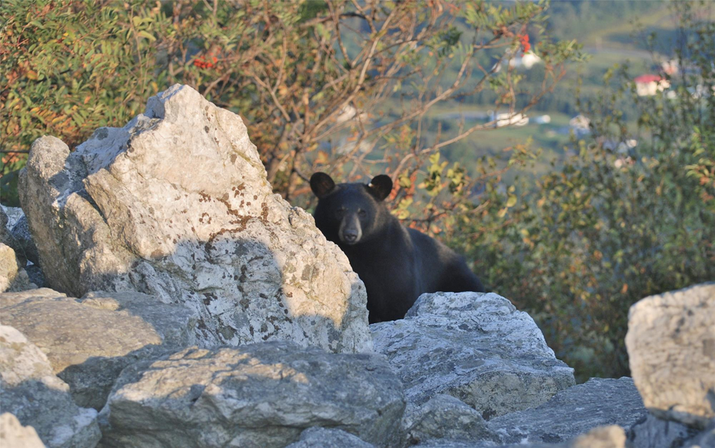 North American Black Bear