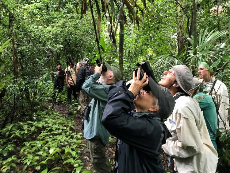 Bird Watchers Looking into Canopy