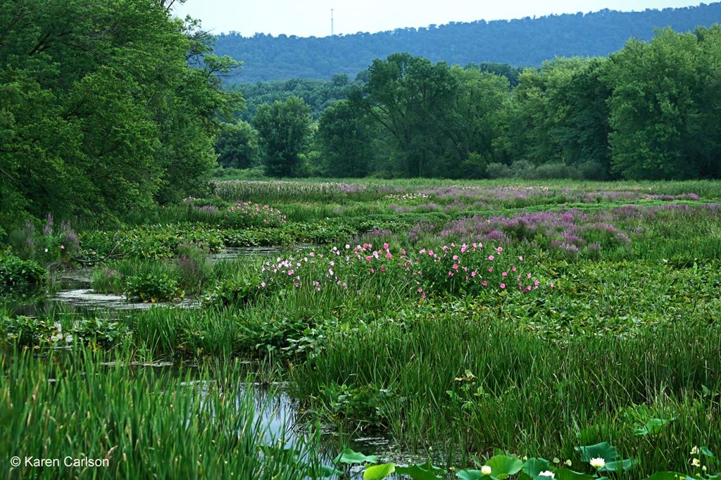 Wildwood Lake Park