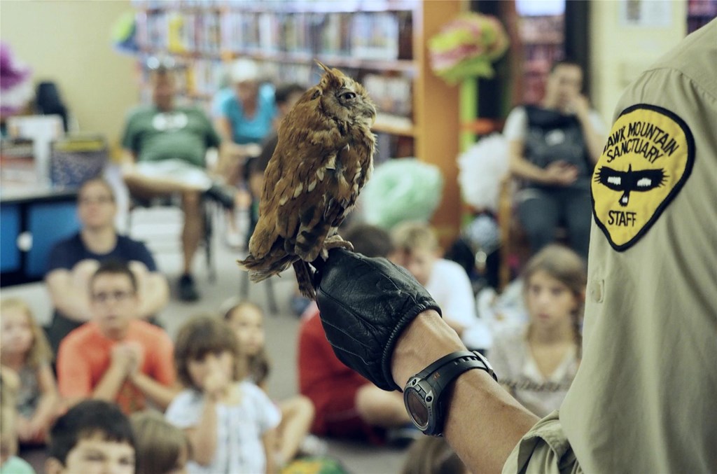 Bald Eagle  Hawk Mountain Sanctuary: Learn Visit Join