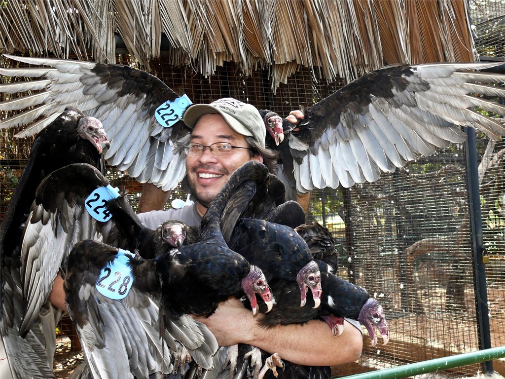 Black Vulture  Hawk Mountain Sanctuary: Learn Visit Join