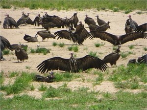 Hawk Mountain launches study on Hooded Vultures in Africa