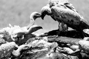 African White-Backed Vulture