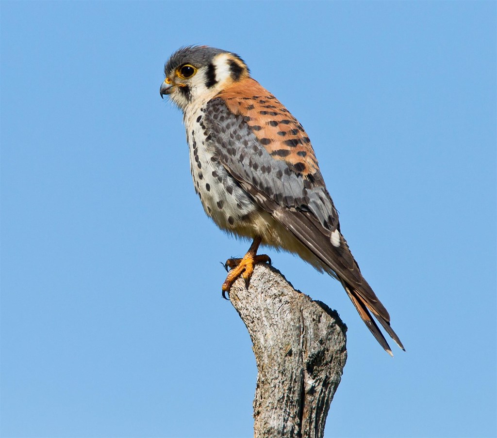 American Kestrel perched on a tree branch