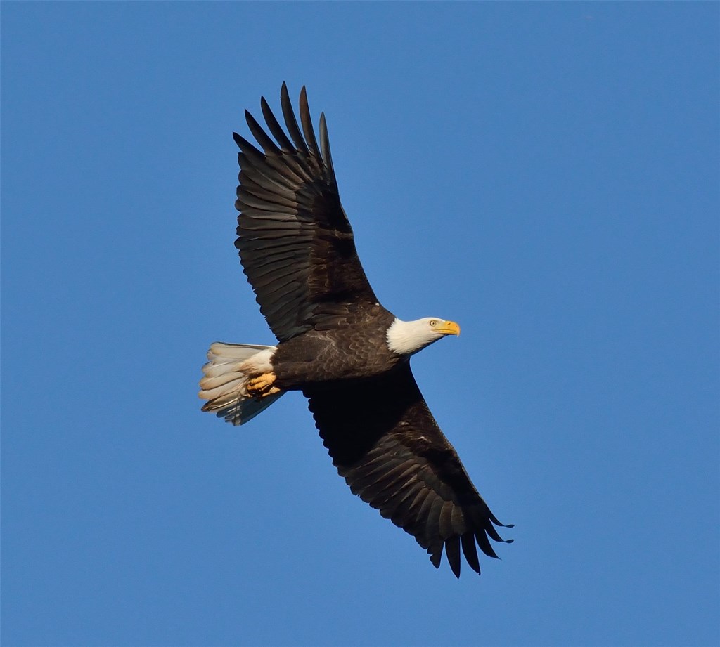 Bald Eagle in Flight