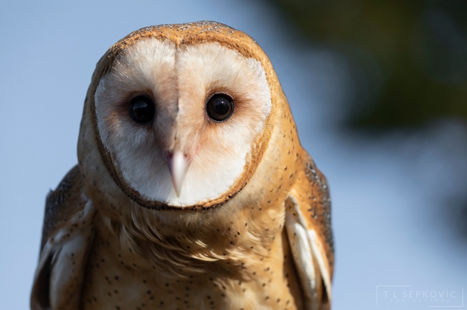 Retailer Barn owl