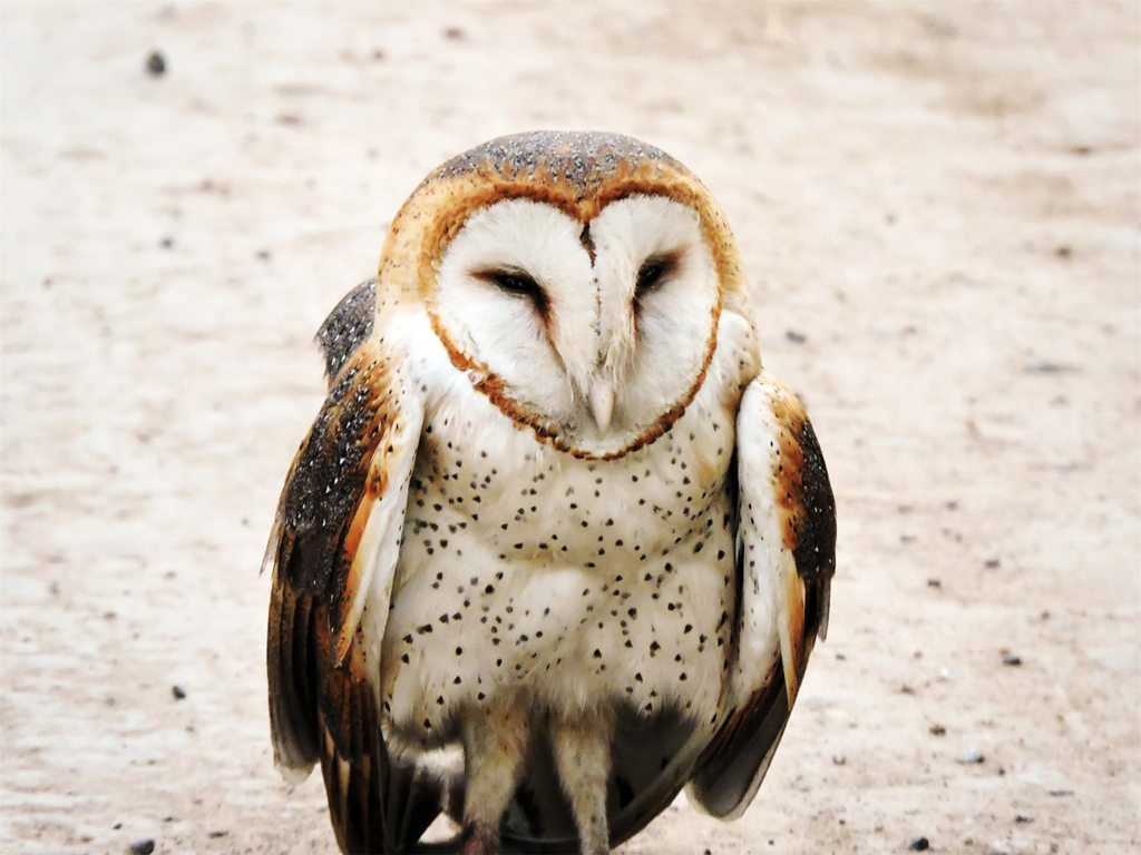 Barn Owl | Hawk Mountain Sanctuary: Learn Visit Join