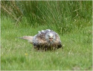 bird in grass