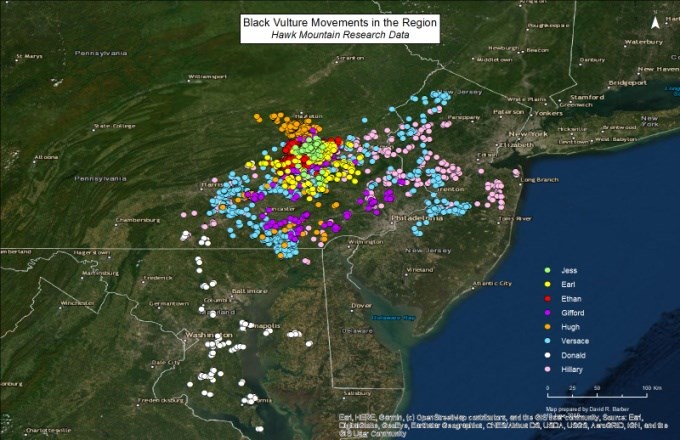 Black Vulture  Hawk Mountain Sanctuary: Learn Visit Join