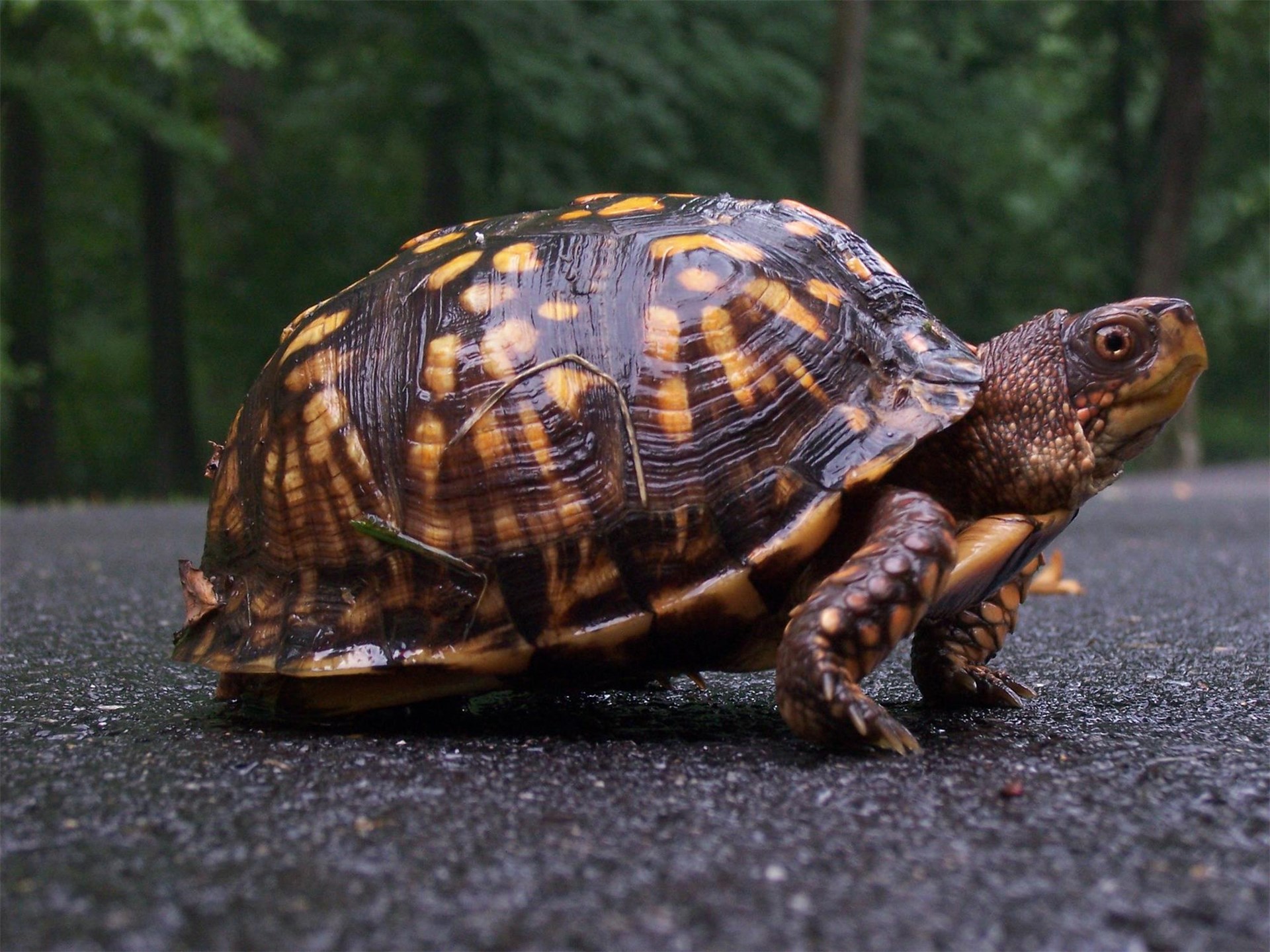 Box Turtle | Hawk Mountain Sanctuary: Learn Visit Join