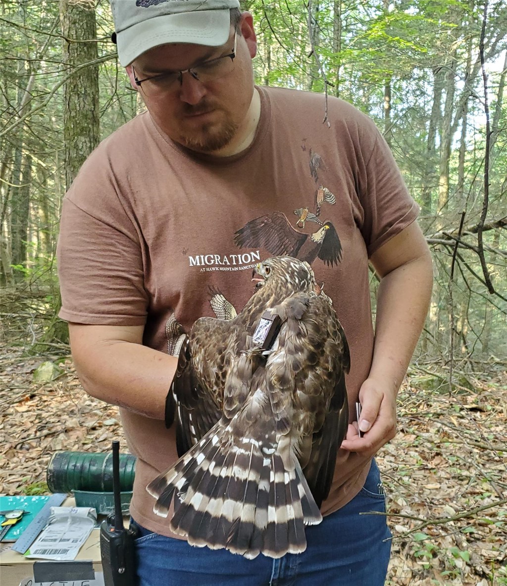 female broad winged hawk