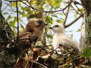 broadwing young and adult