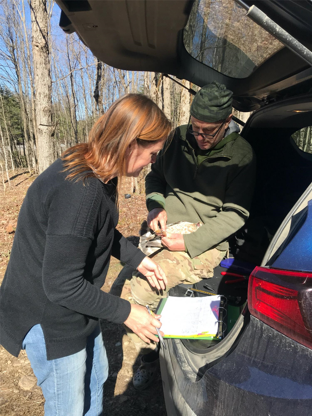 Scientists Banding an Adult Broadwing