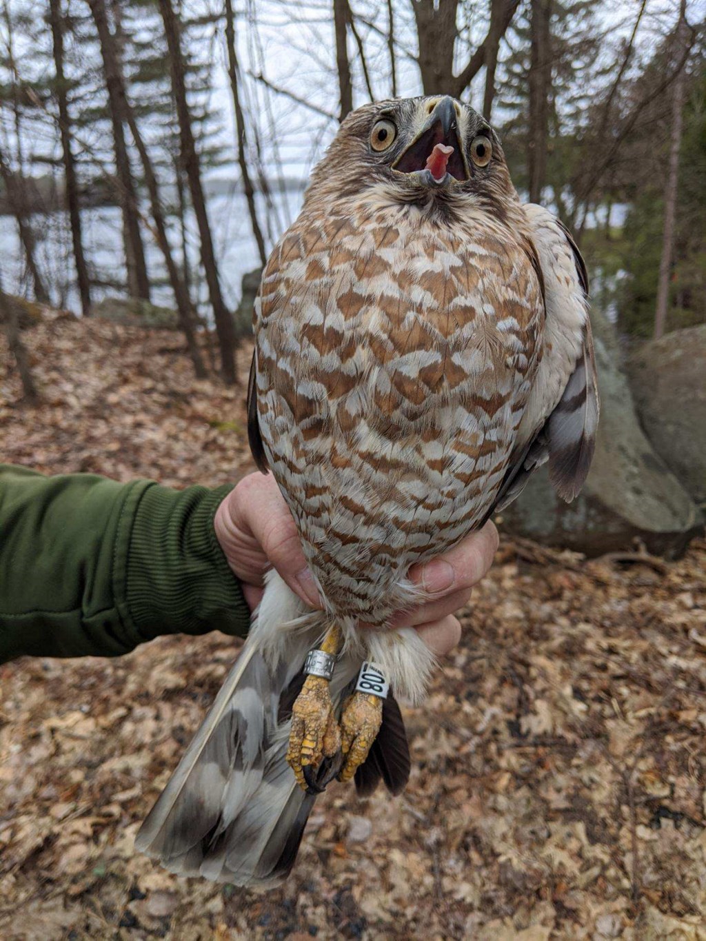 An adult female broadwing with two bands