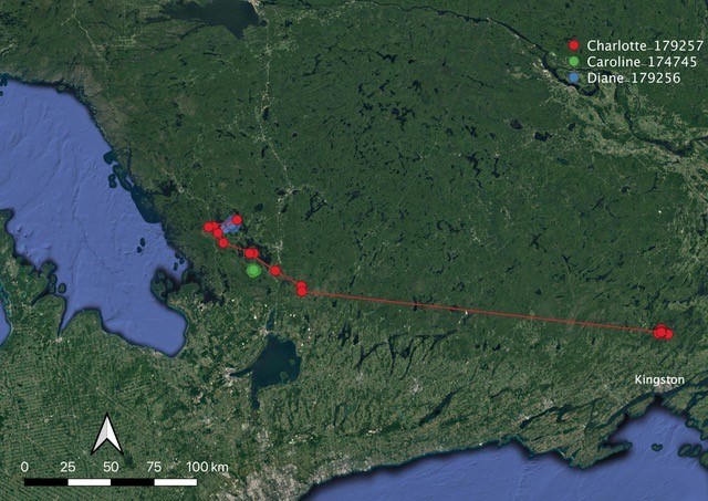 Movements of Ontario Broadwings 