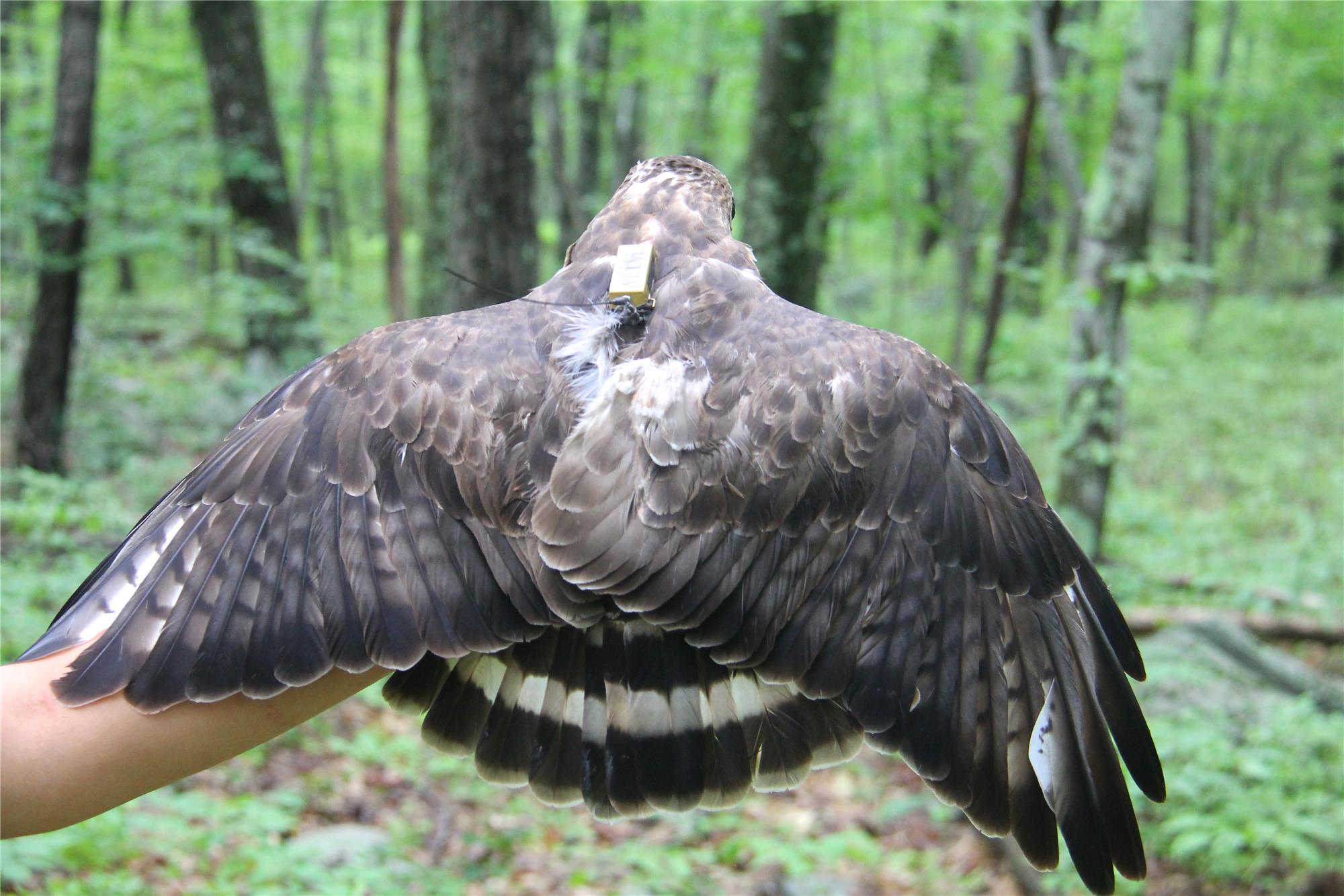 Broad-winged Hawks | Hawk Mountain Sanctuary: Learn Visit Join