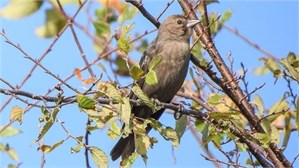 brown-headed cowbird