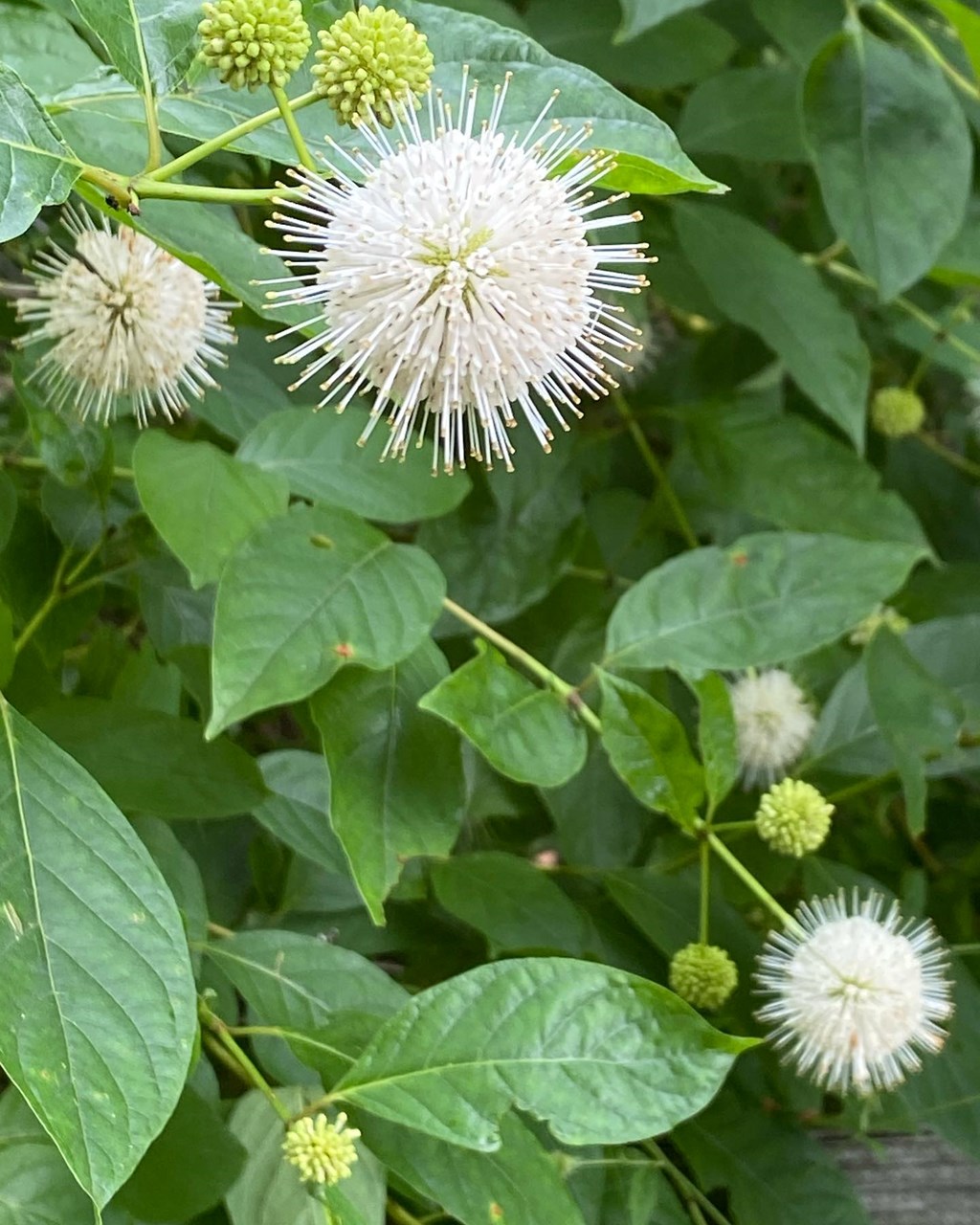 Blooming Buttonbush