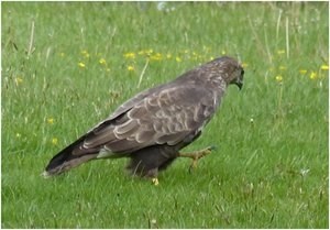 buzzard