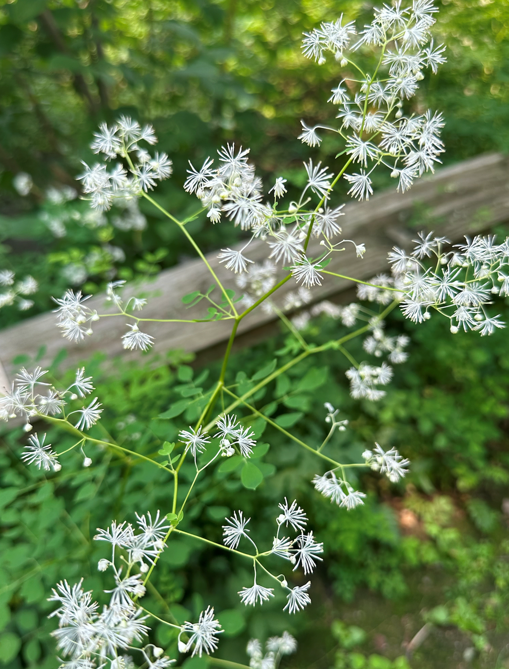 Tall Meadow-rue in Bloom