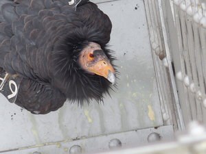 california condor