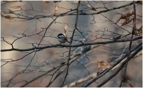 carolina chickadee