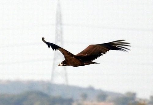 Power Lines Remain A Threat For The Endangered Cinereous