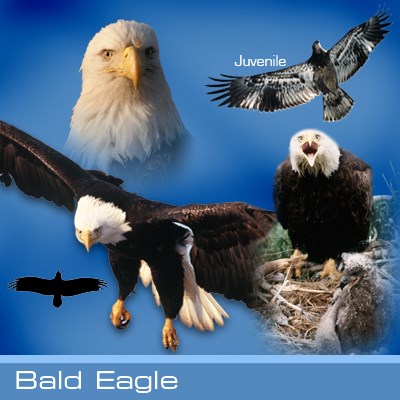 Bald Eagle Hawk Mountain Sanctuary Learn Visit Join
