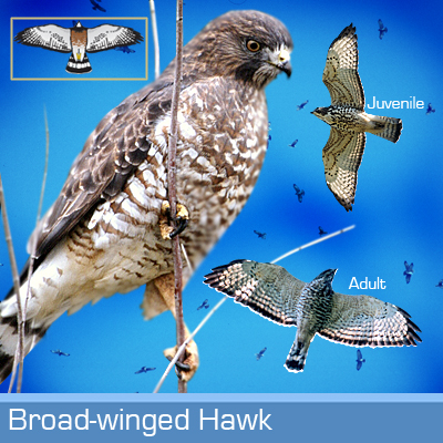 Broad-winged Hawk | Hawk Mountain Sanctuary: Learn Visit Join