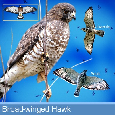 broad winged hawk