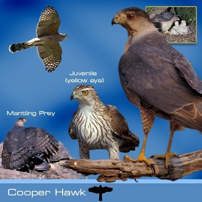 Coopers Hawk vs. Sharp-Shinned Hawk Identification